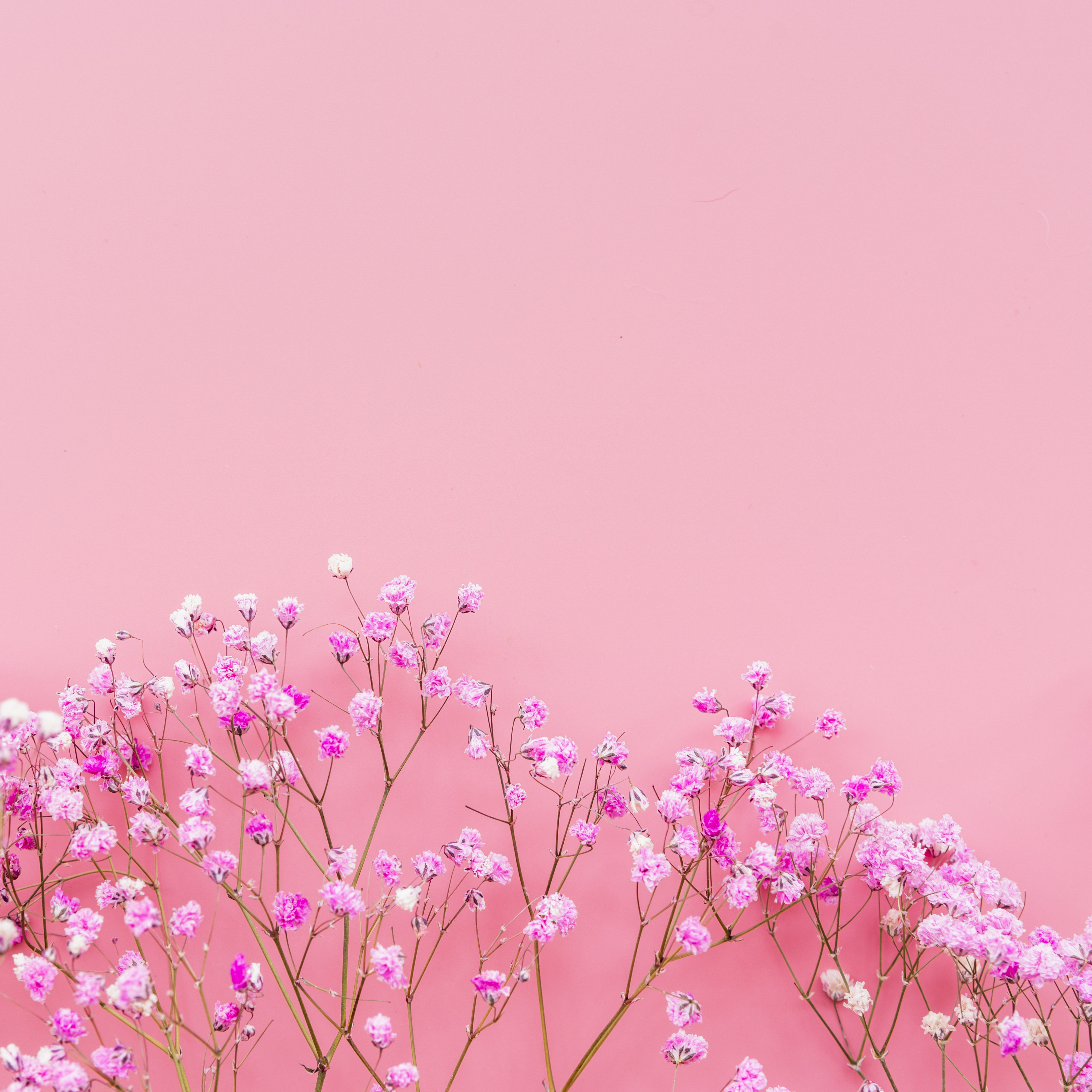 Floral pink background